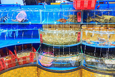 水产品 从高清视觉到全景生态的探索