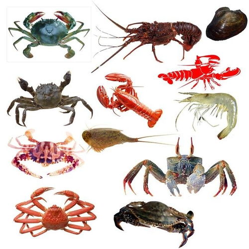 健康水产品与甲醛浸泡水产品的鉴别方法