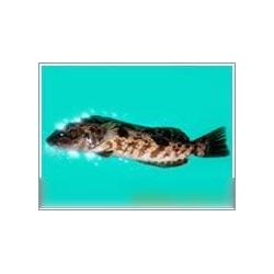 鲜活水产品产业链全解析 从源头供应到终端批发